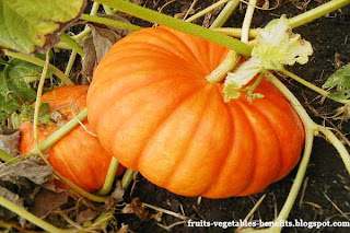 healthy fruit punch is a pumpkin a fruit or vegetable healthy fruit punch is a pumpkin a fruit or vegetable